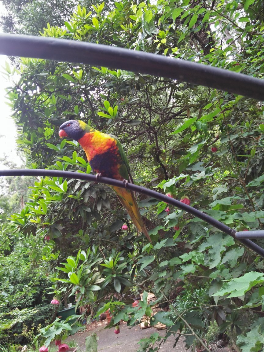 parrots3.jpg