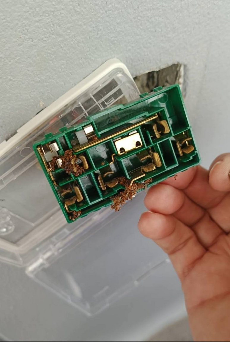 Receptacle with Ants.jpg