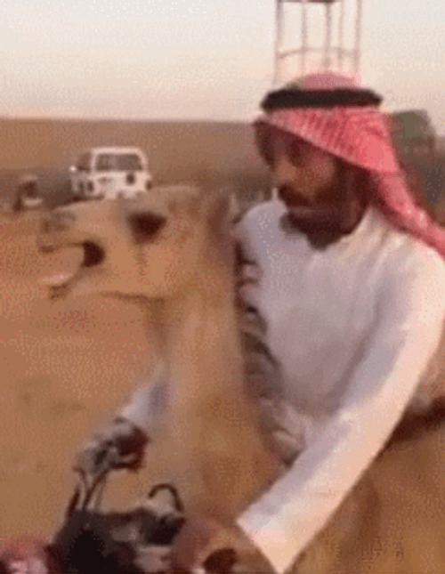 camel-man-atv-ride-vp9zn8nkrb6cextn.gif.6b6c0f7022930b7dccaacc4ed860790a.gif