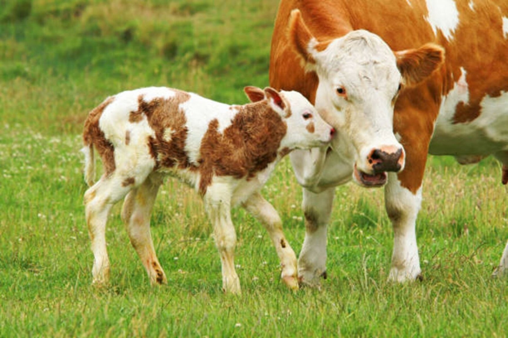 cow.jpg