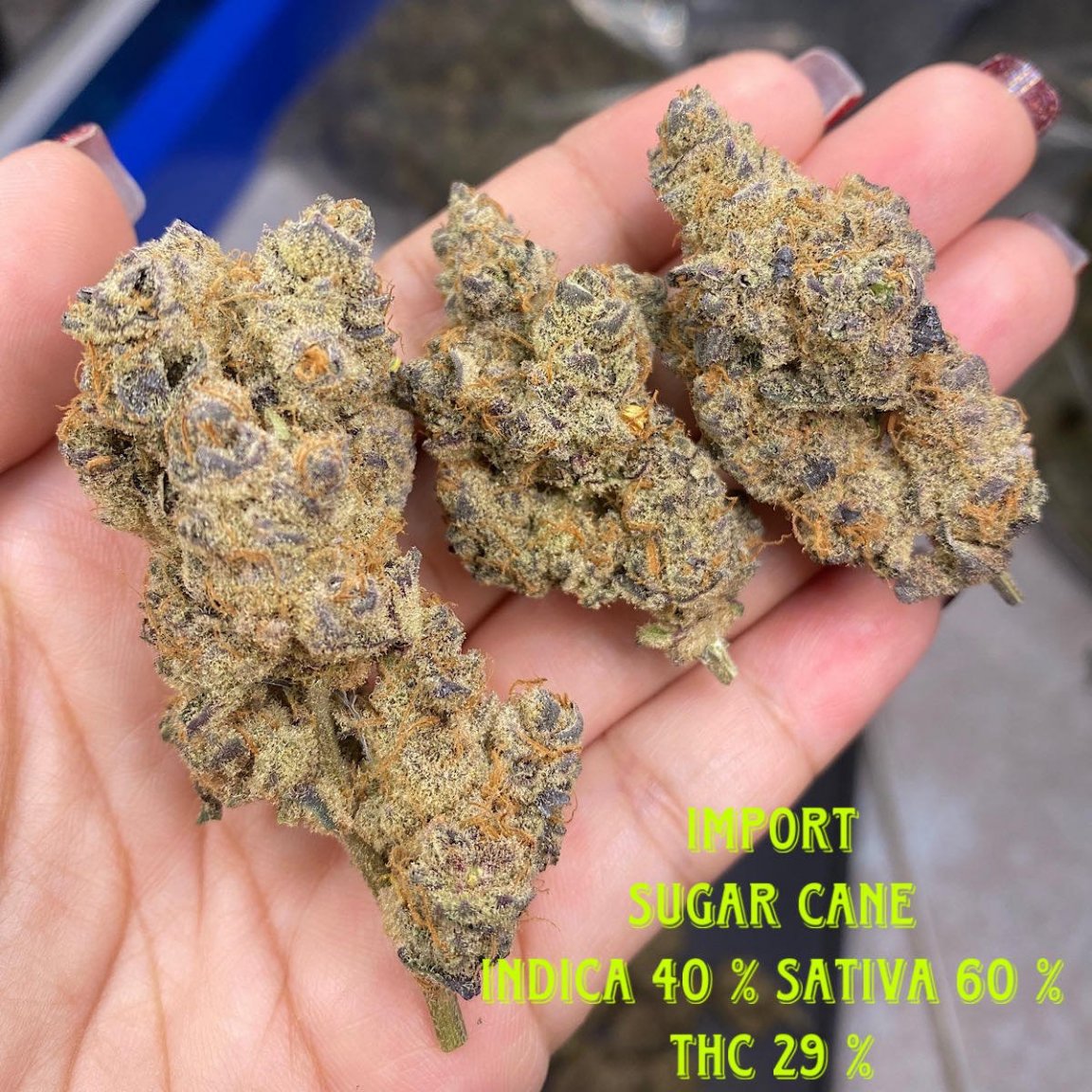 379375293_1014927519485934_1018028213943945878_n (1).jpg