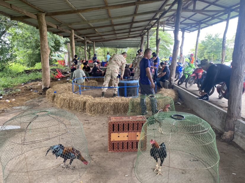 Police And Officials Raid Illegal Cockfighting Arena Arrest Dozens In Sisaket Province Isaan 