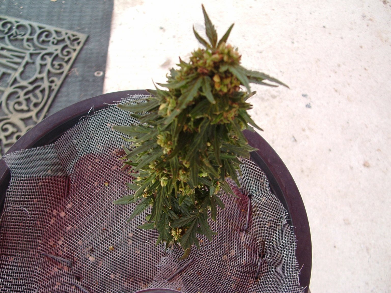 DSCF0183.JPG