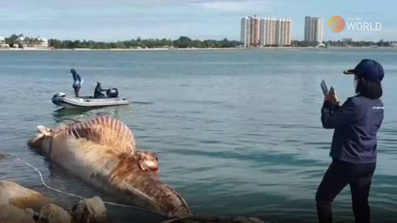 Dead Bryde’s Whale Towed Ashore In Cha-am District For Examination ...