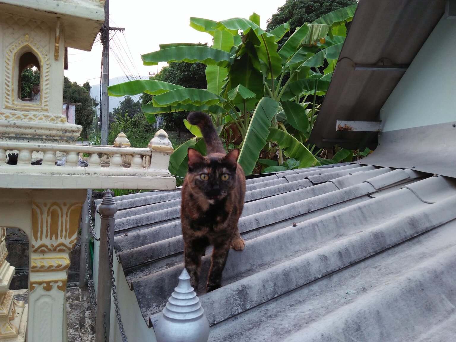 IMG20220410182806.thumb.jpg.ab8dac51000abcbaa2cd5a22dc0deed1.jpg