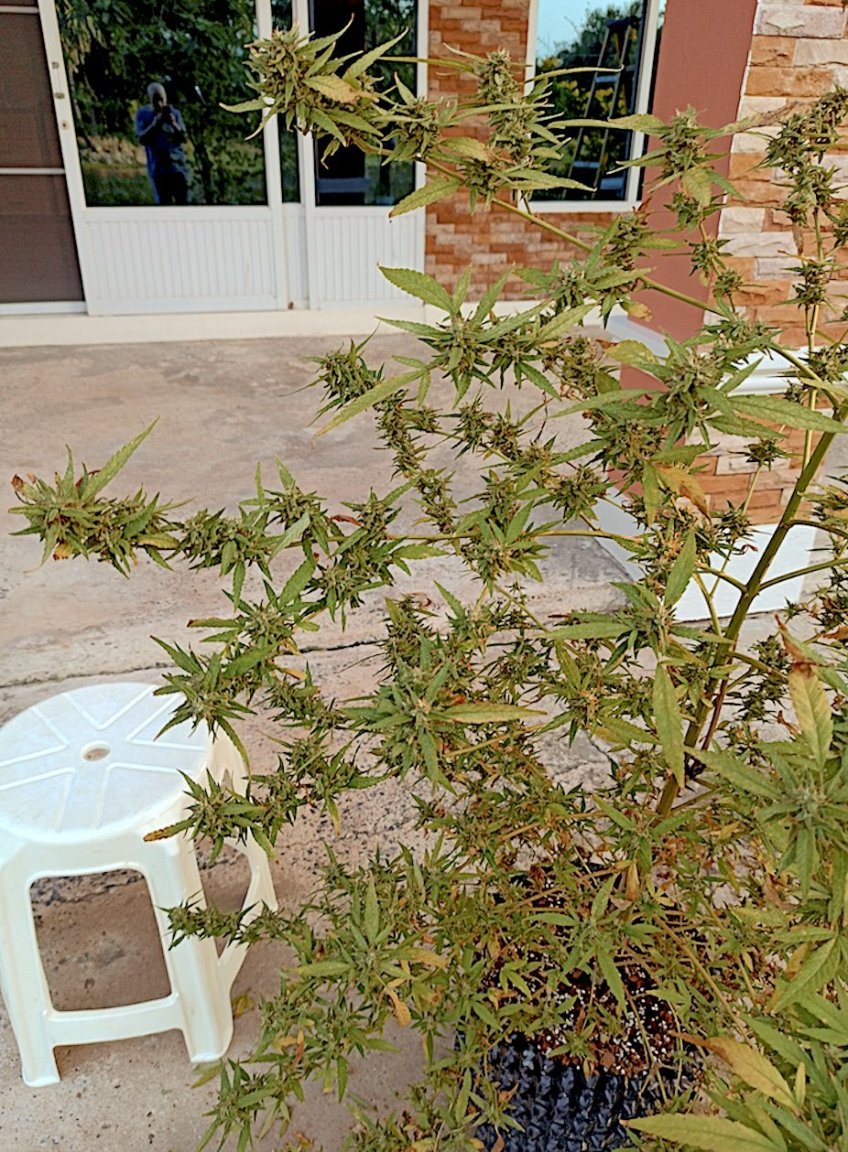 WC De-Fanning 11 28 23.jpg