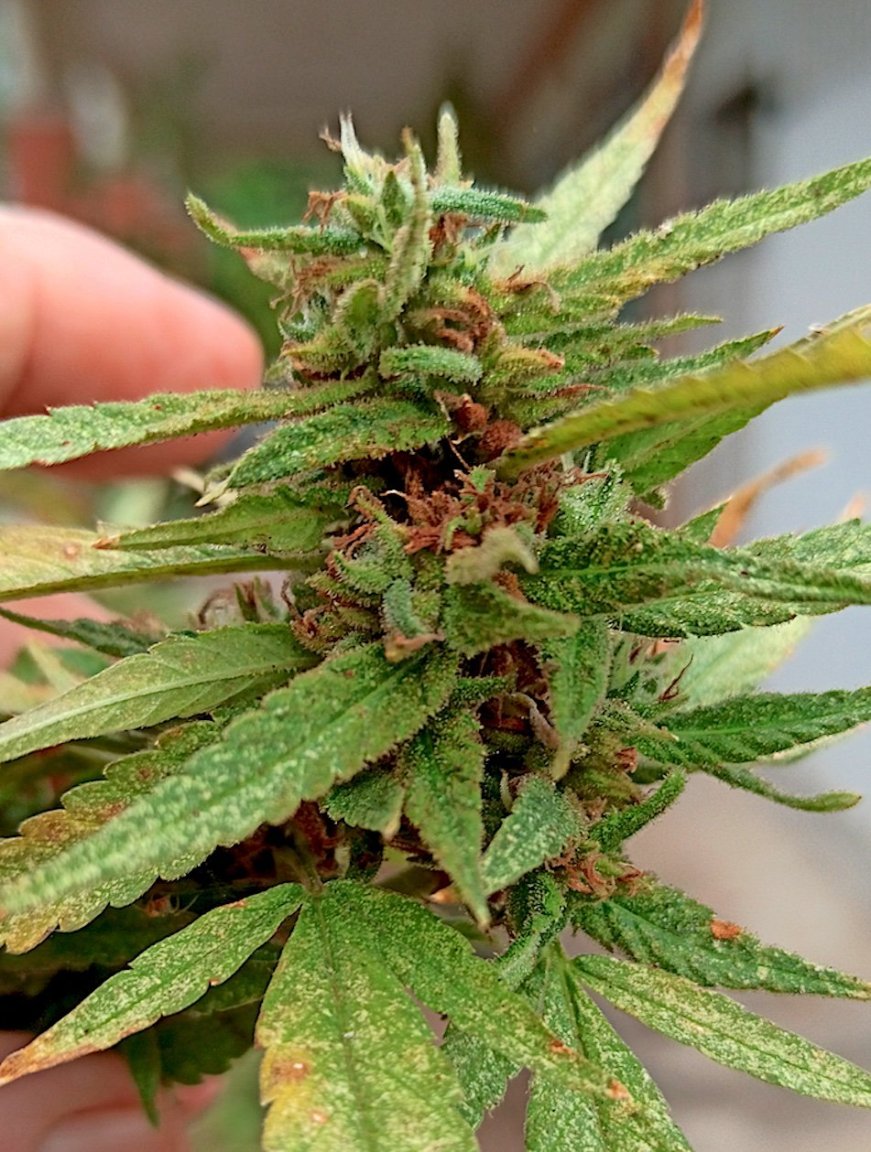 Wedding Cheesecake-FF 11 27 23.jpg