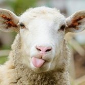 1-Sheep.thumb.jpg.d65ea677a8ede7dbf96c0ccbe035b50f.jpg.dec56aed1494639c99dd2ae882d8ae1d.jpg