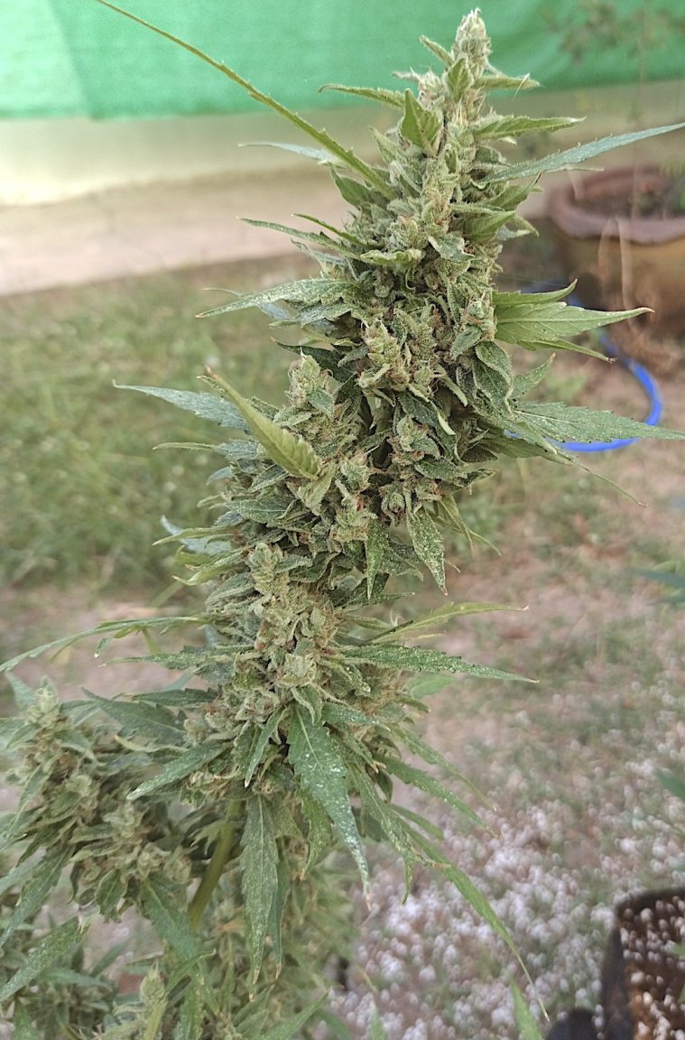 11 GZ 12 13 23.jpg