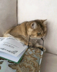 200w(1)2.gif.aaa858158299bd2c81b51a24933bc318.gif