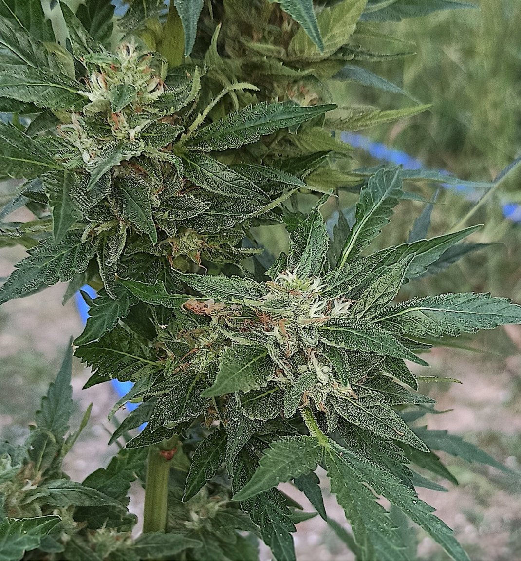 22 DMxG$G 12 13 23.jpg