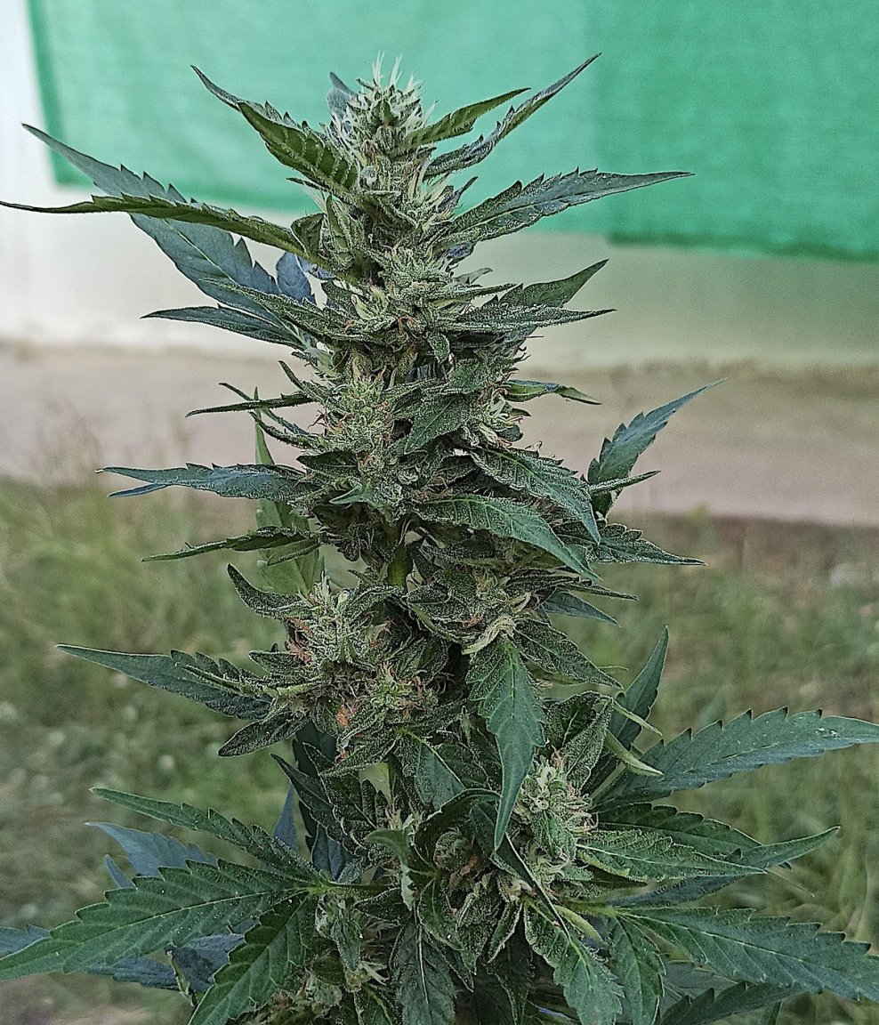 33 DMxG$G 12 13 23.jpg