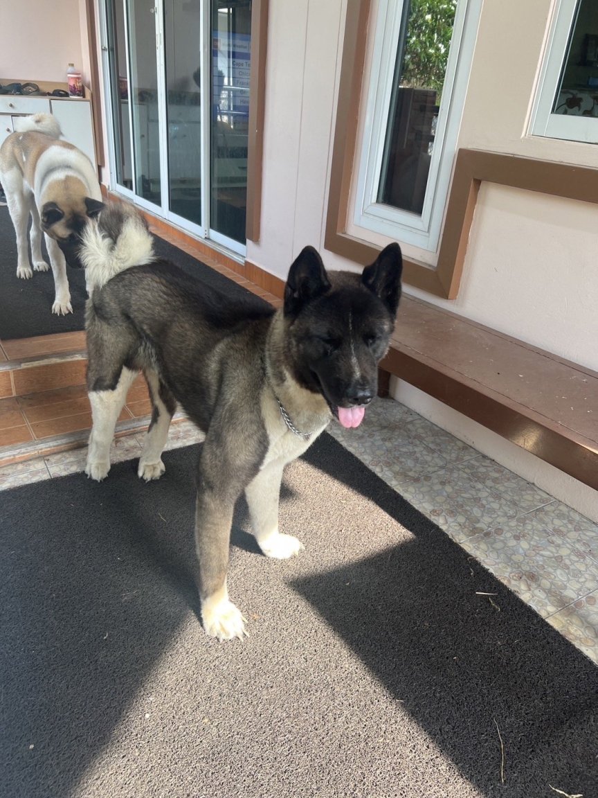 Two Akitas need a good and loving home. - Plants, Pets & Vets in