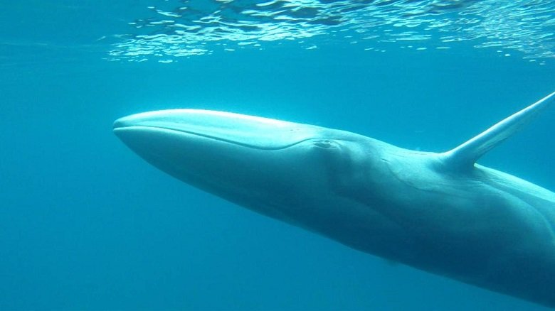 Balaenoptera_omurai_Madagascar_-_Royal_Society_Open_Science_1.jpg