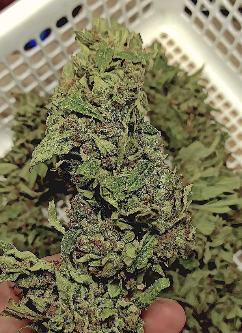 DMxG$G washed B4Drying 12 15 23.jpg