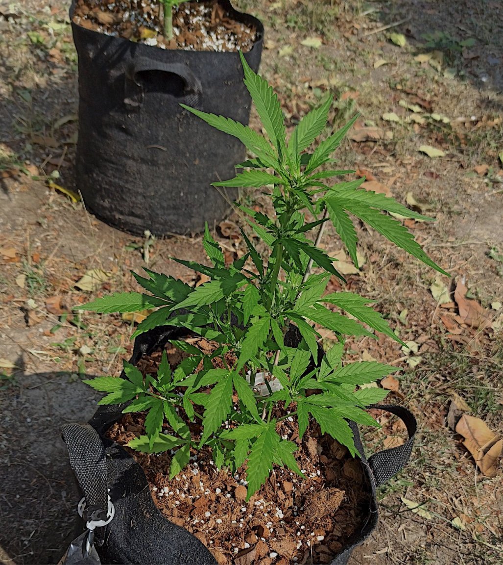 TB-Moonberry Pie Auto 1 29 24.jpg