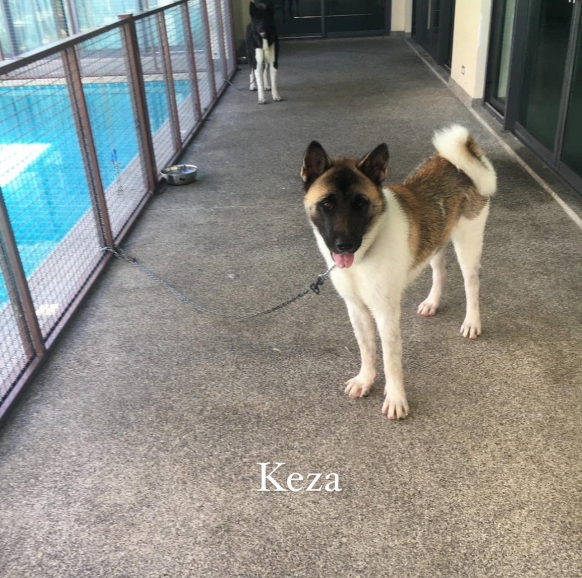 Two Akitas need a good and loving home. - Plants, Pets & Vets in