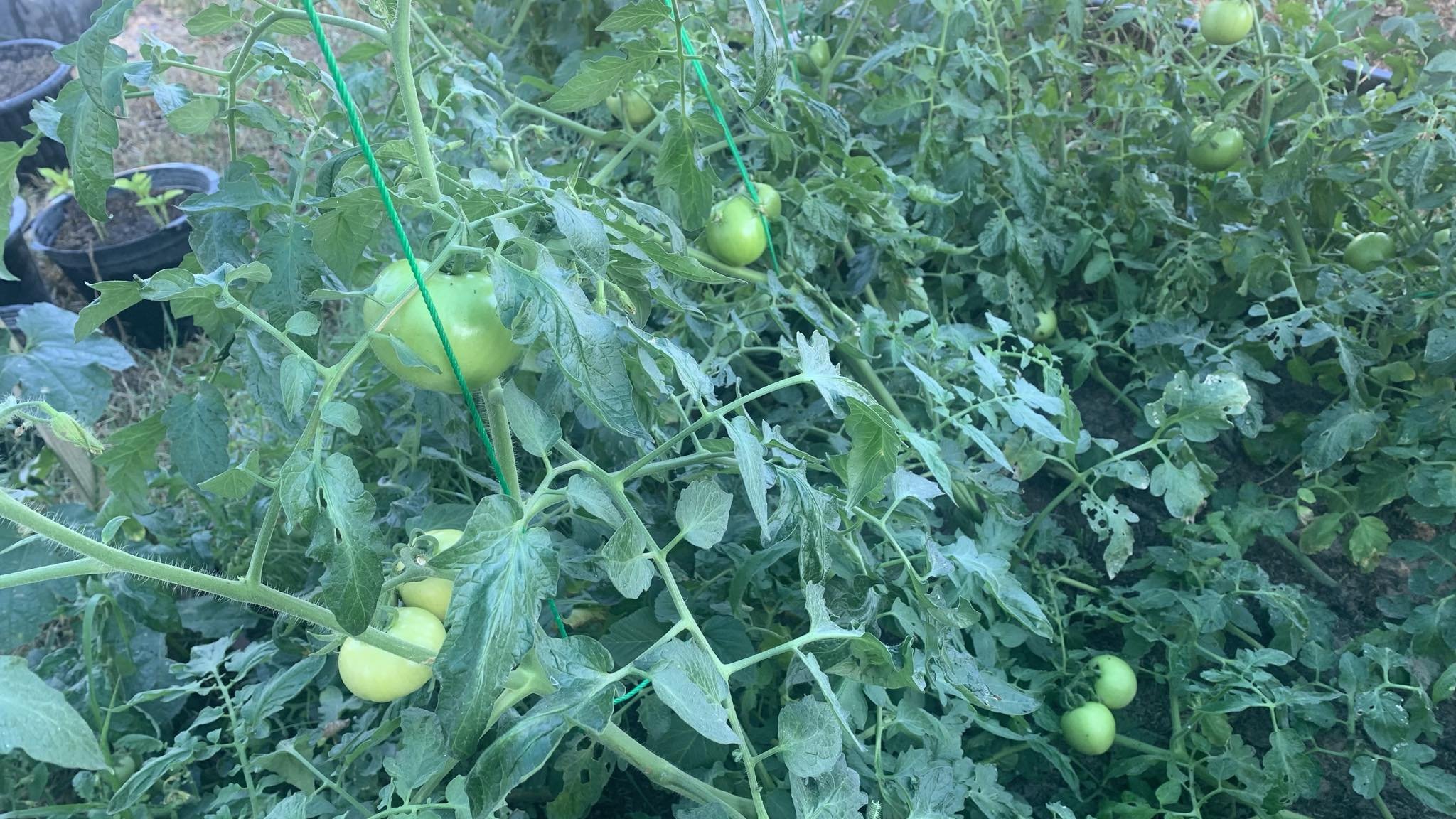 tomatoesgreen.jpg.48f7aef41203cd3bdd5bc189b5446846.jpg