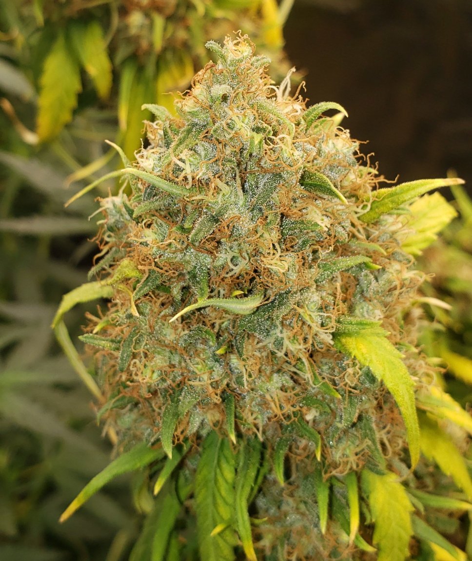 Glueberry OG.jpg