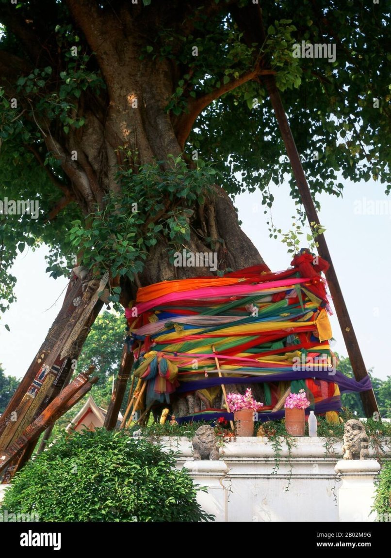 tree.jpg