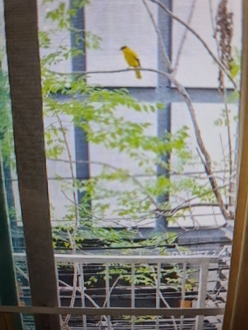 yellow bird.jpg
