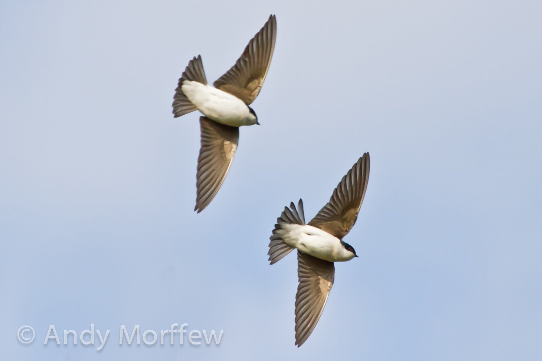 2560px-Two_Swallows_dont_make_Summer_(6785950888).thumb.jpg.0b850ce2a90726df9bb4d8713de19996.jpg