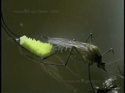 42aef18bb6687f033e5eac20f112a62c.gif.1105f8b9c324a01d3d08b5211f0d1b46.gif