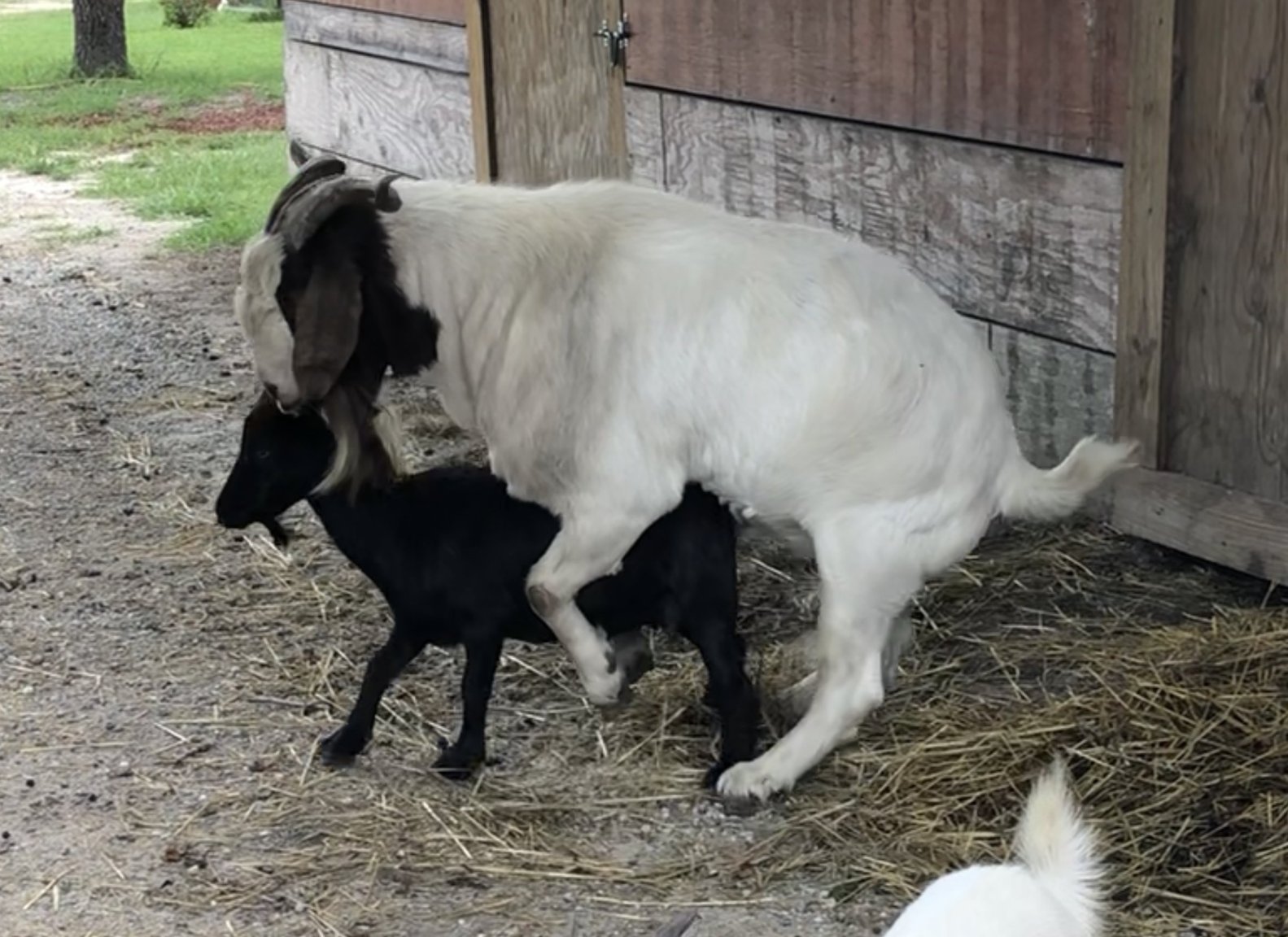 Goats_mating.jpg