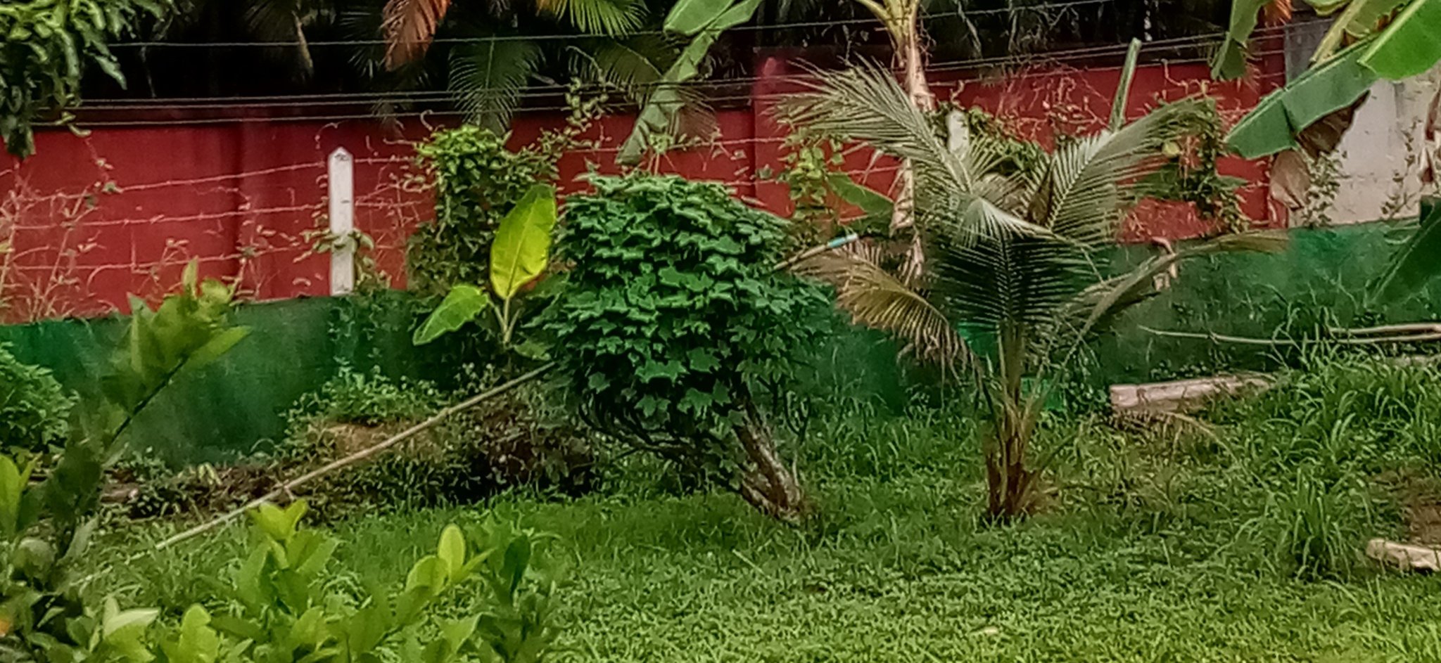 fence.thumb.jpg.642341e793a2cf89f8ea80ffeb7b01f2.jpg