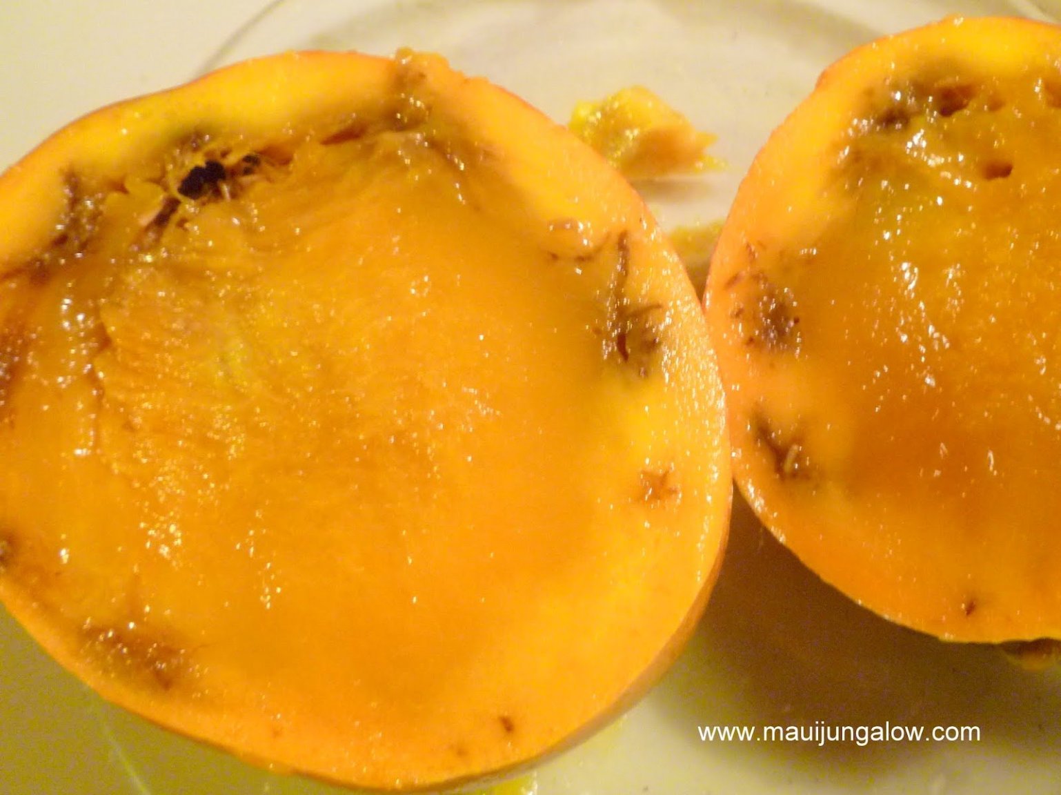 fruitflymango.thumb.JPG.df4bd77294100e7a400466677123b76c.JPG