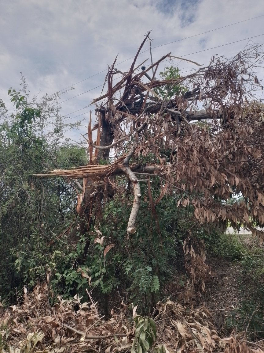 Damagedtree.thumb.jpg.4d3526c889aeae39f4a5ec0347fe577f.jpg