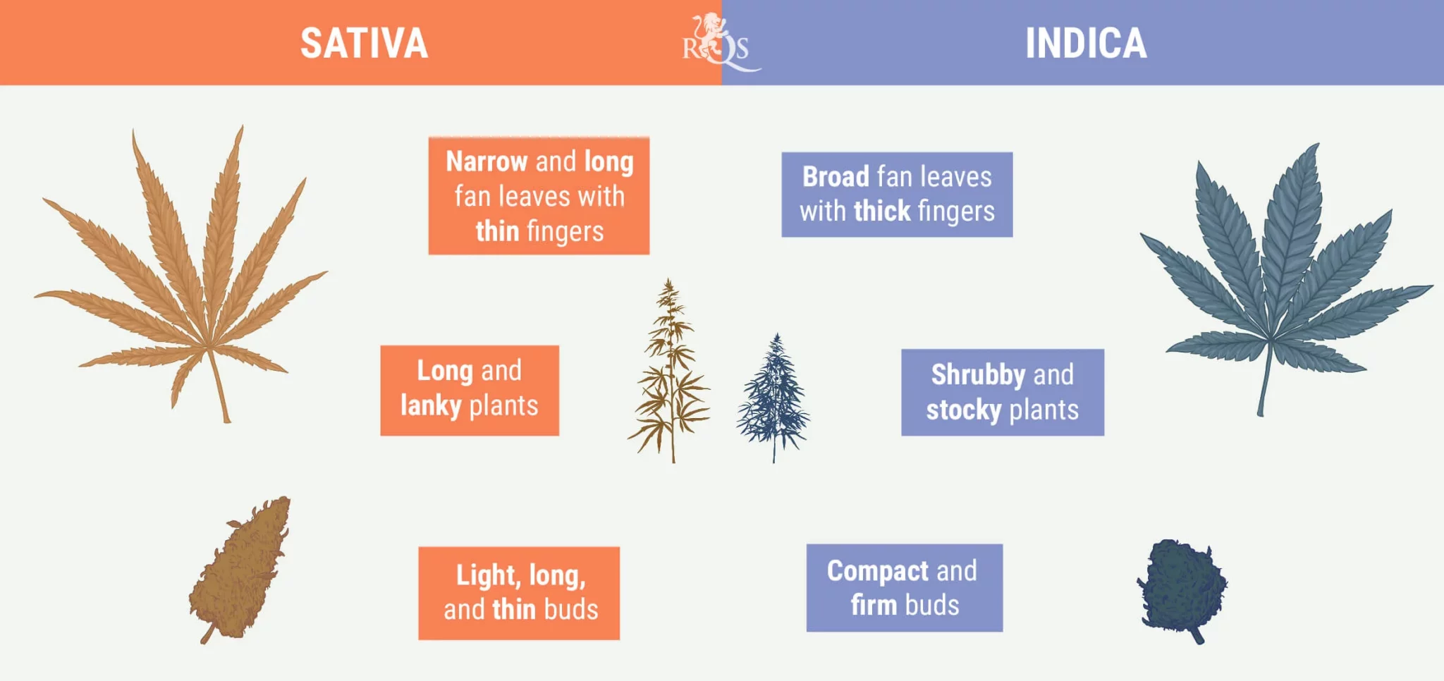 Indica-vs-Sativa-D-EN_1.webp