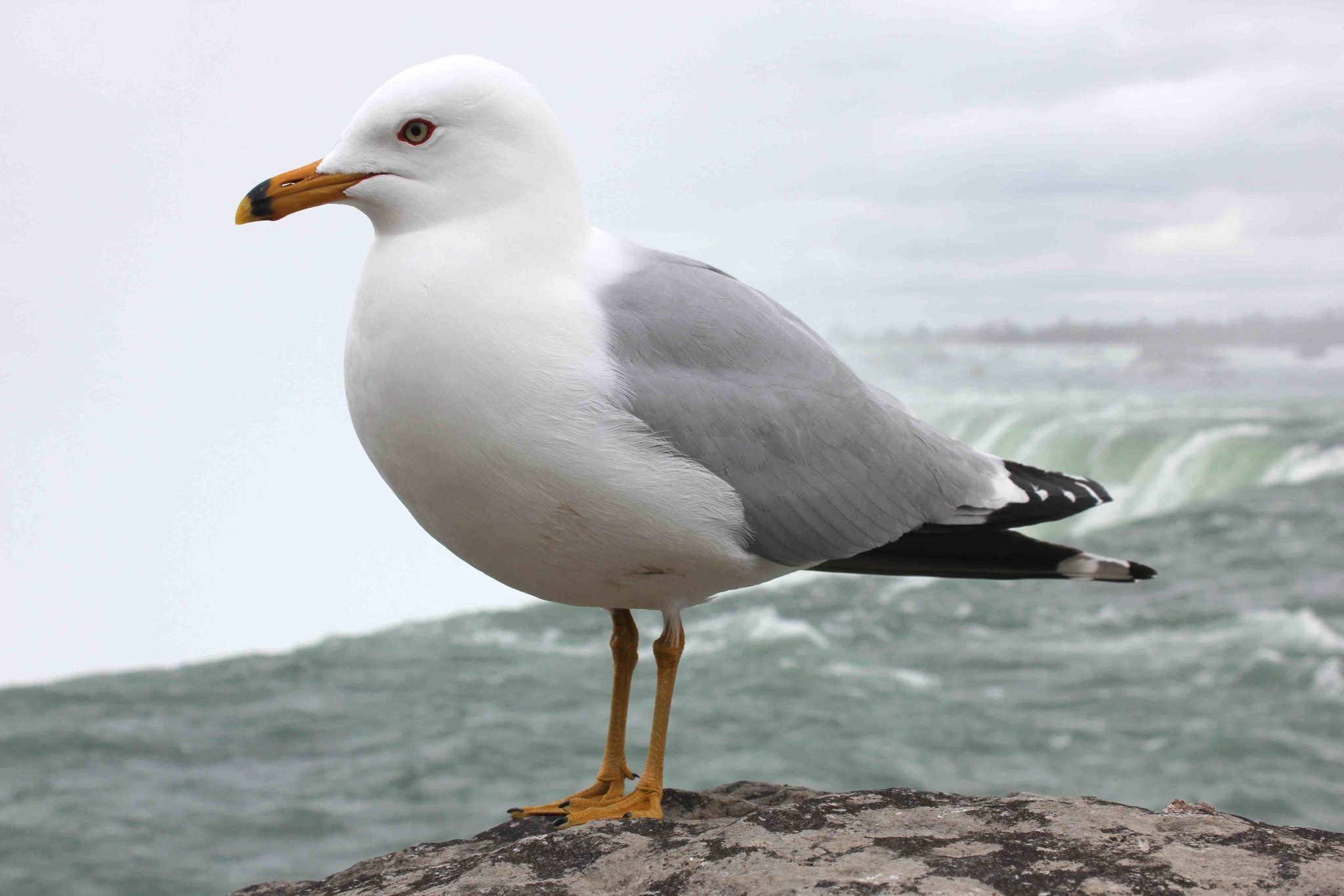seagull1-2-1.thumb.jpg.89be1a8b71cf1913d2403f63f54198e8.jpg