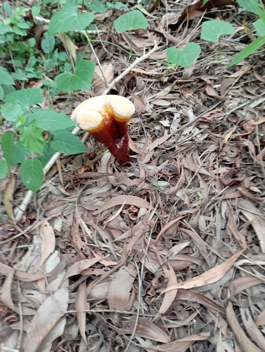 Fungus.jpg