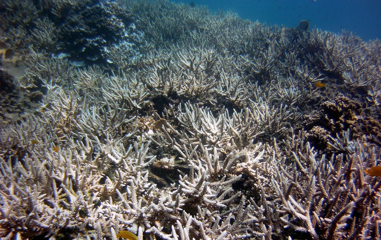 Coral Bleaching Crisis Affects 21 Marine Parks in Thailand - Thailand ...