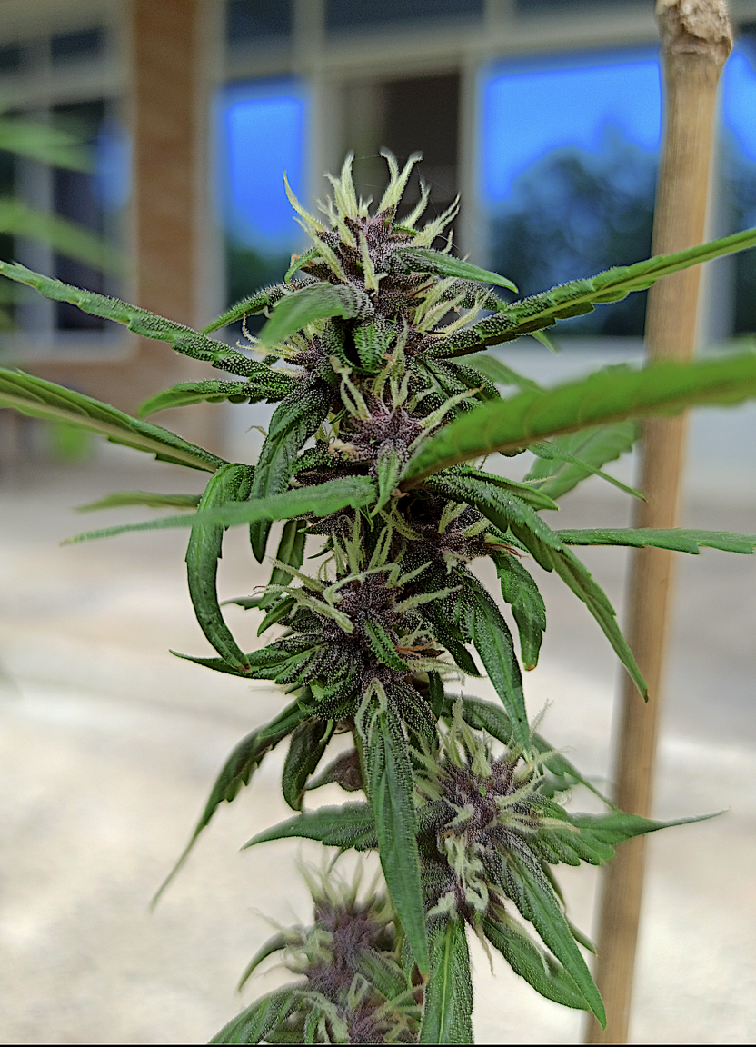 FB-Blackberry A. 2  7 7 24.png