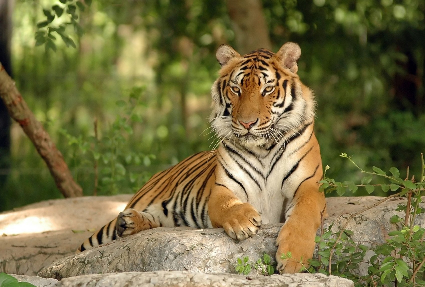 Indochinese-Tiger_shutterstock_81530671-scaled-aspect-ratio-1920-1300.jpg