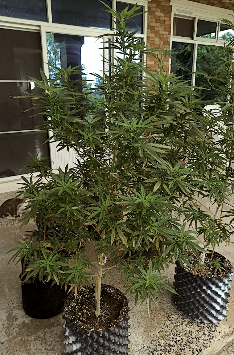 Rain Delay 7 7 24 .png