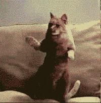 ccopycat.gif.f4843b7a073411ec3a5e2d53abfb4d8c.gif