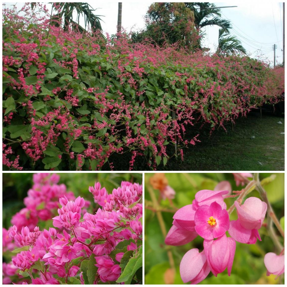 coral-vine-gee.jpg