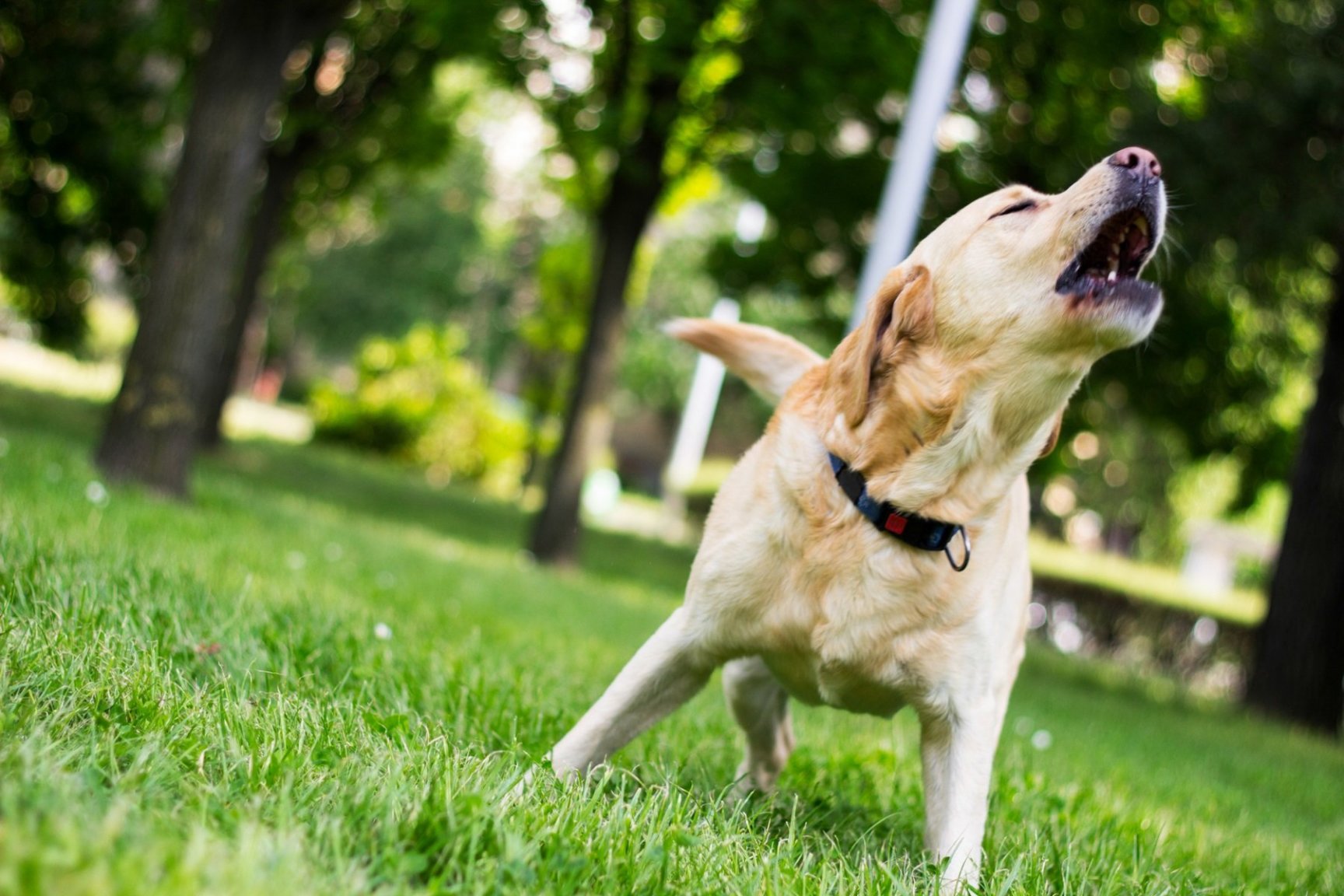 dog-barking-park.jpg