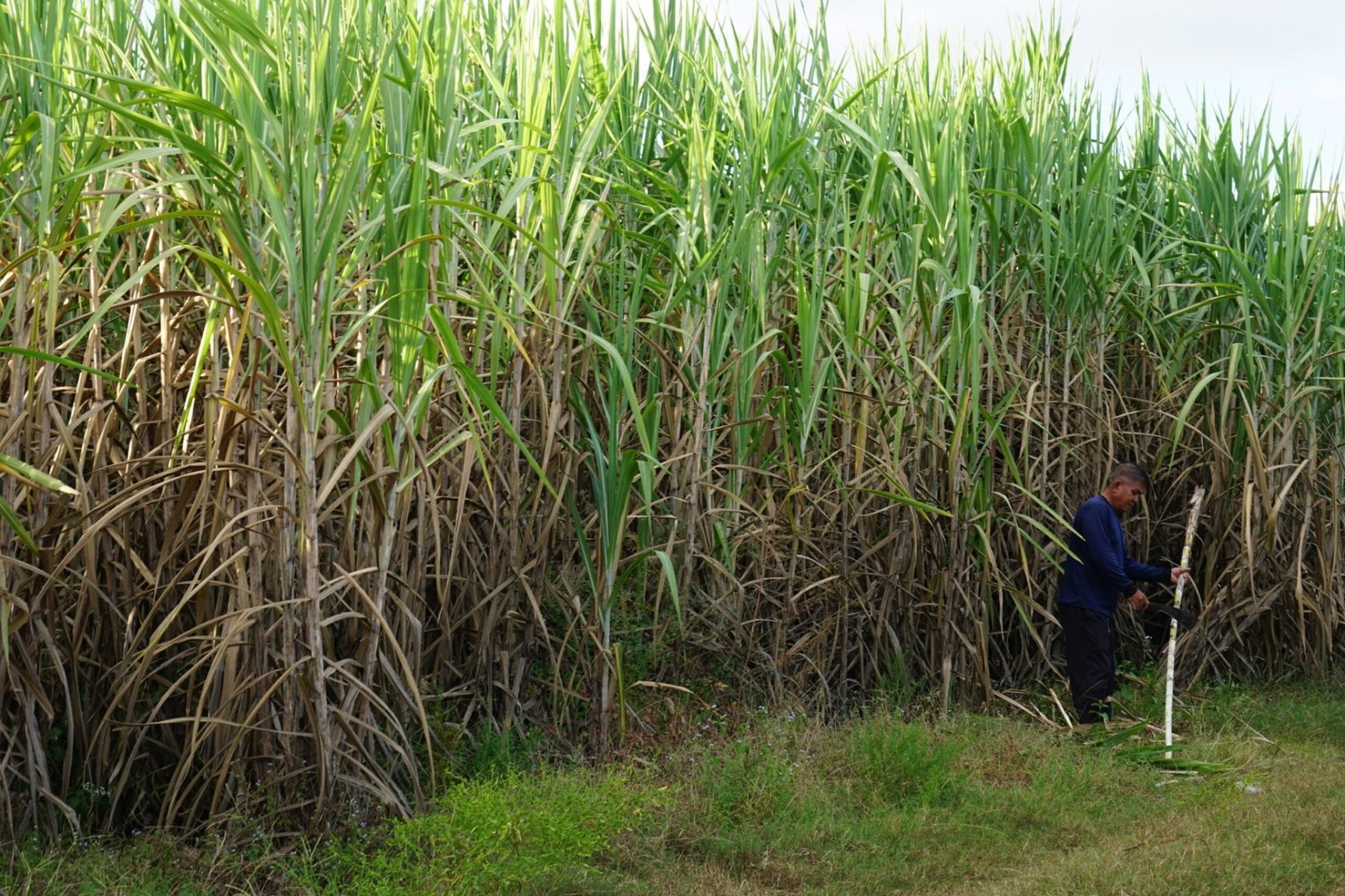 rsz-1cane-farmer-1-mta-scaled.jpg