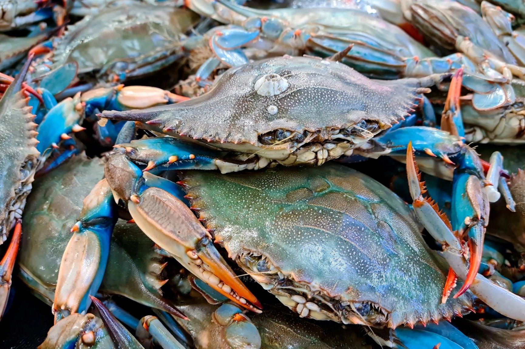 00-LEAD-BLUE-CRABS-GettyImages-1399923695-scaled.jpg