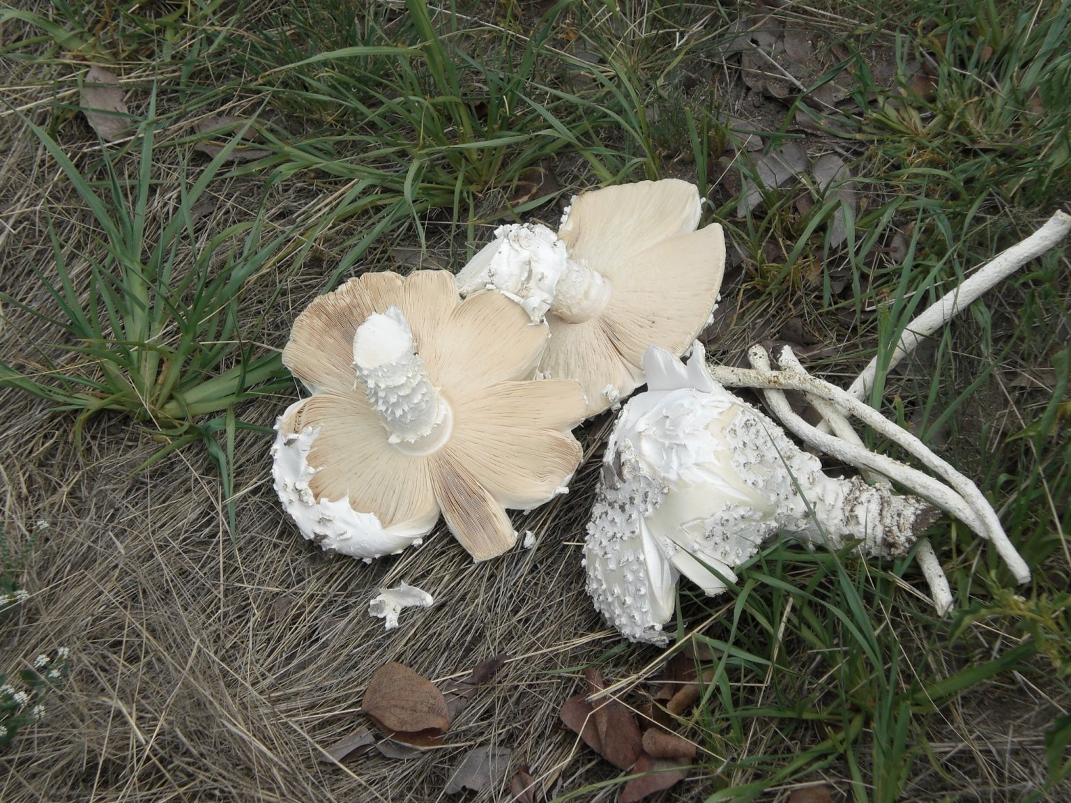 Omayova_-_Termitenpilz.jpg