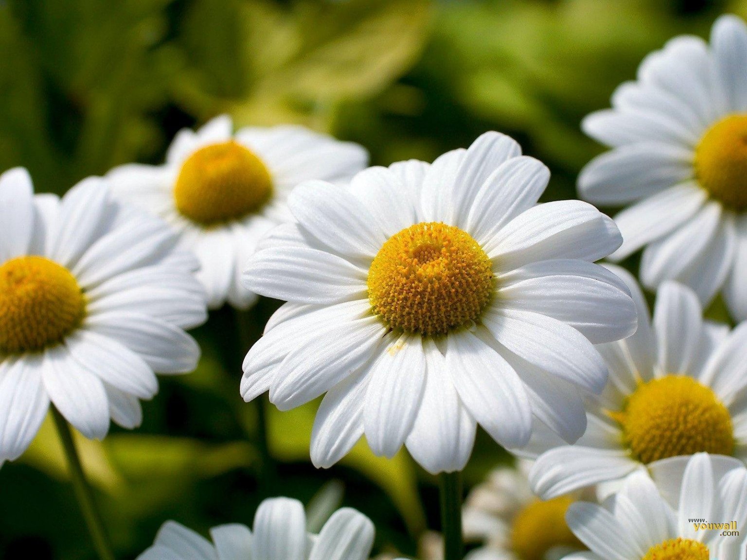 Pushing-up-daisies4.thumb.jpg.6a4584d4a1768bf932b9f7370eca603e.jpg