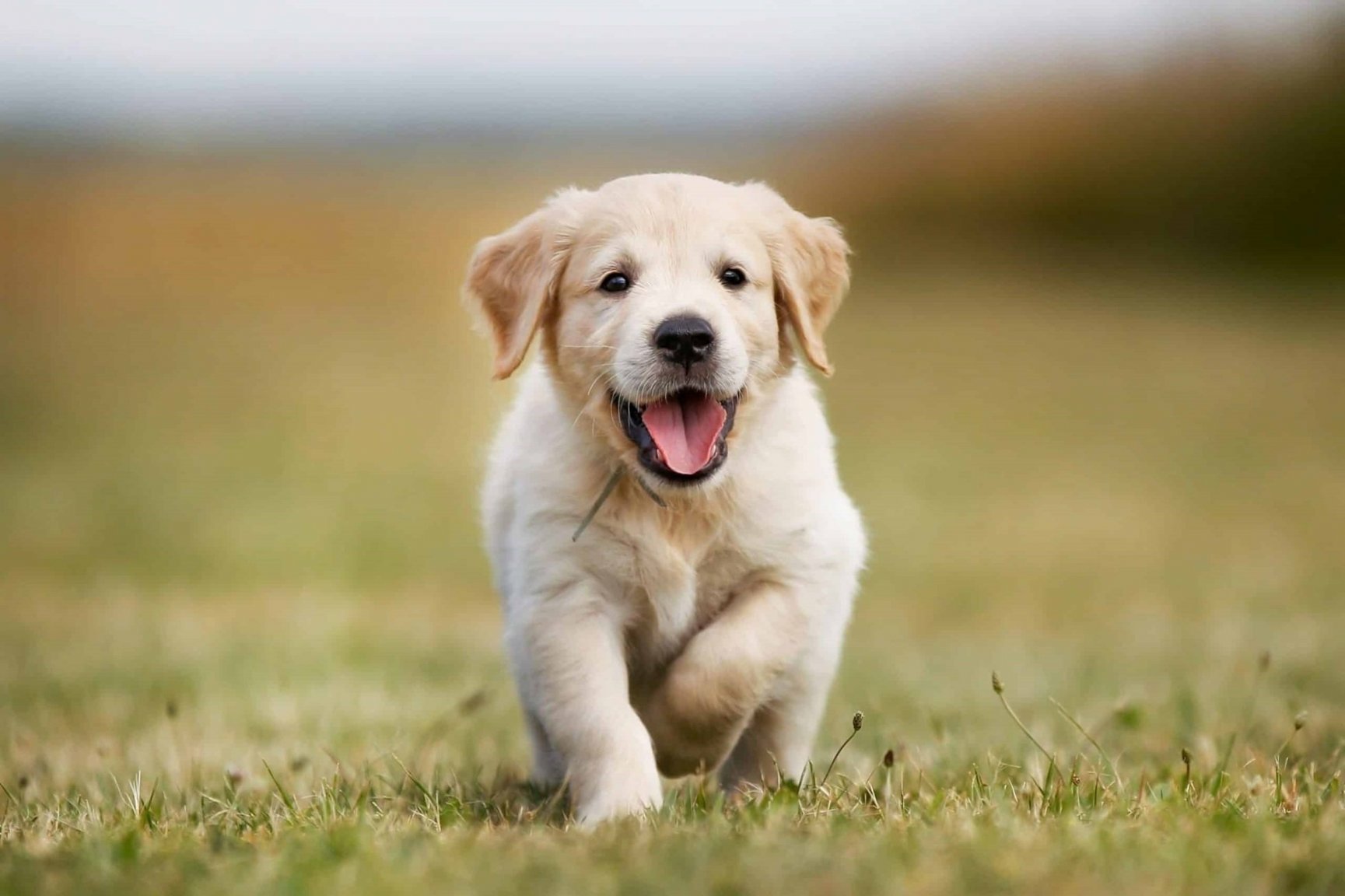 care-for-golden-retriever-puppy-scaled.jpeg