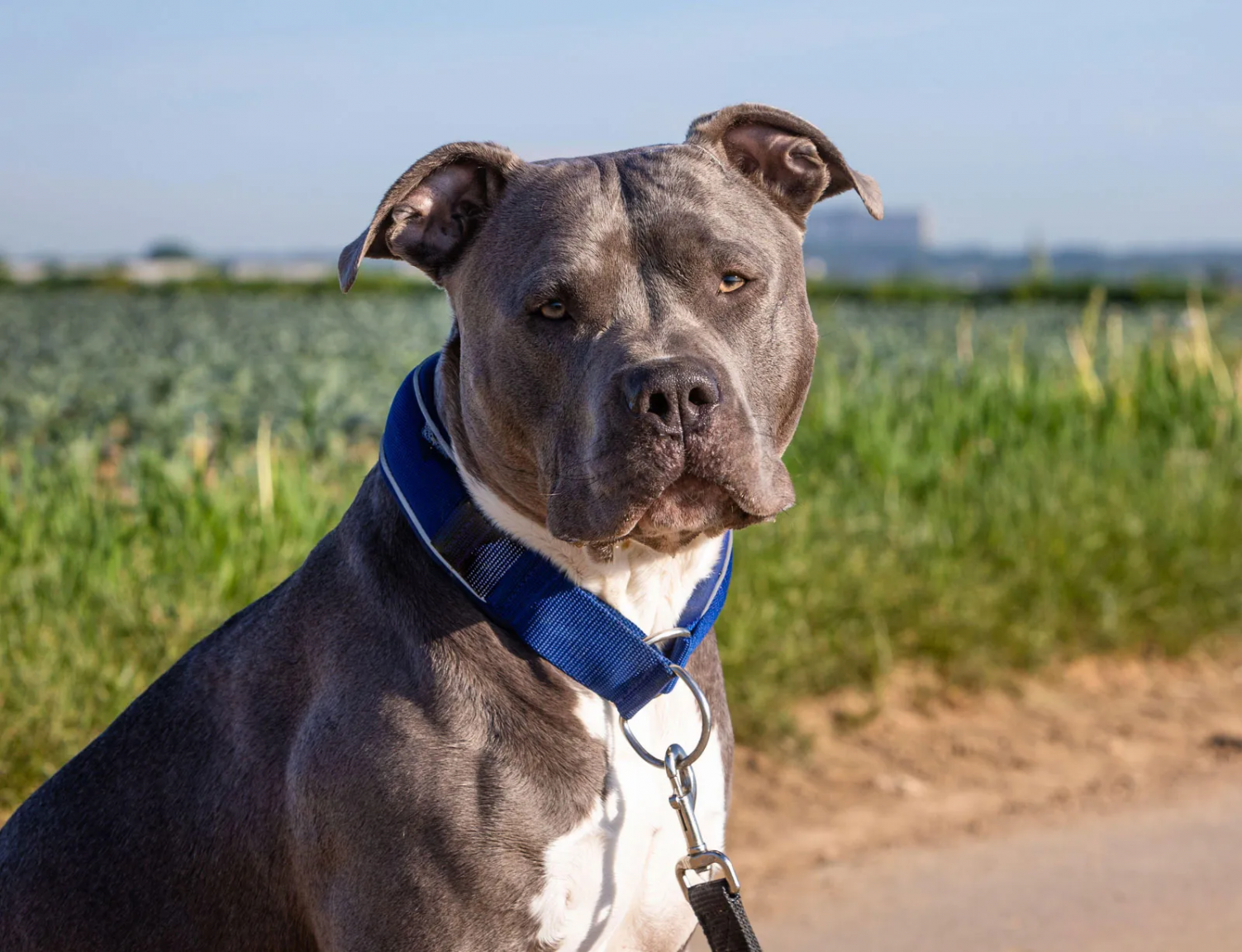American-Bully-dog.png