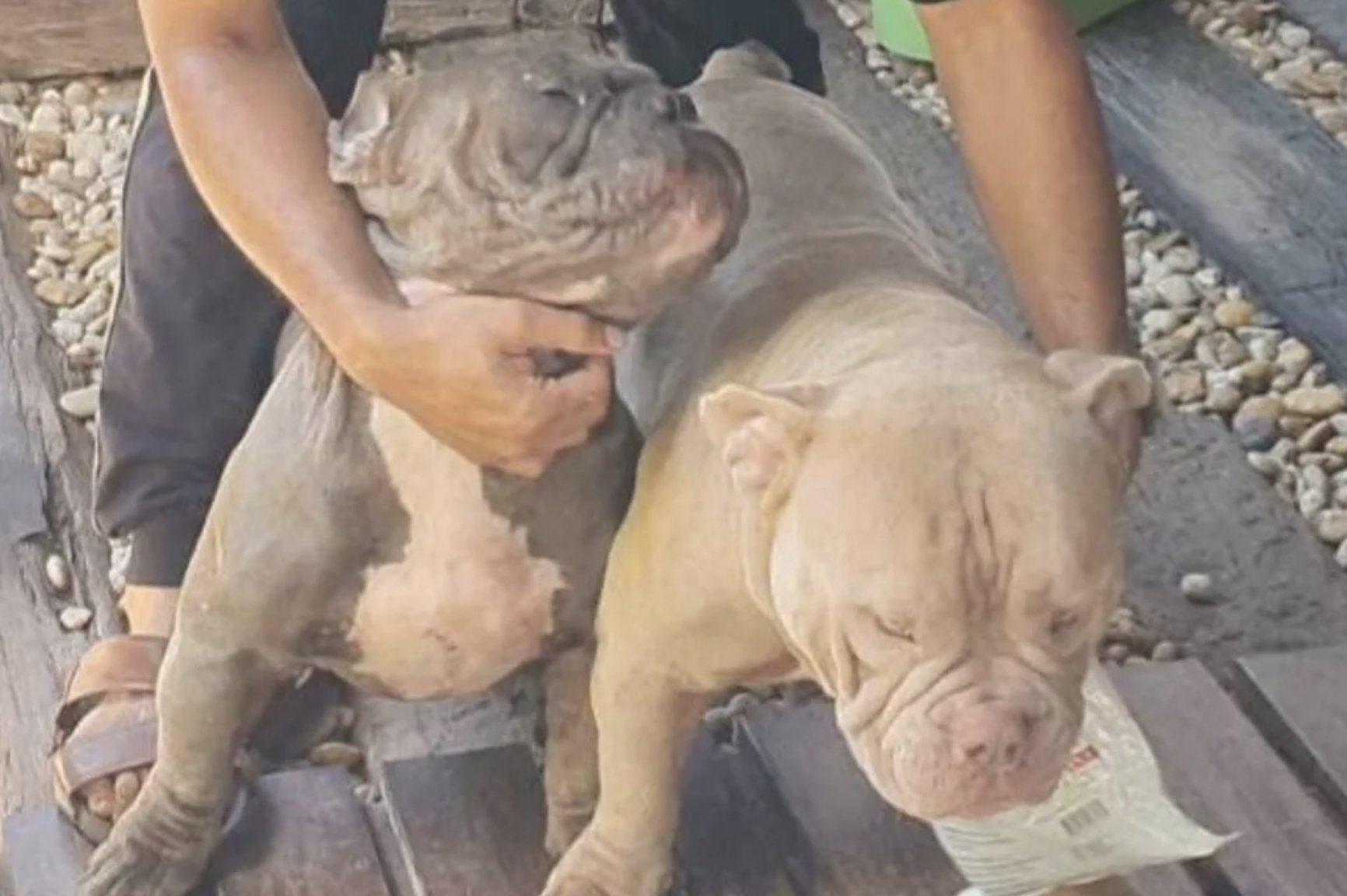 Lopburi: 18 Year Old Man Fatally Attacked by Three American Bully Dogs -  Central Thailand News - Thailand News, Travel & Forum - ASEAN NOW