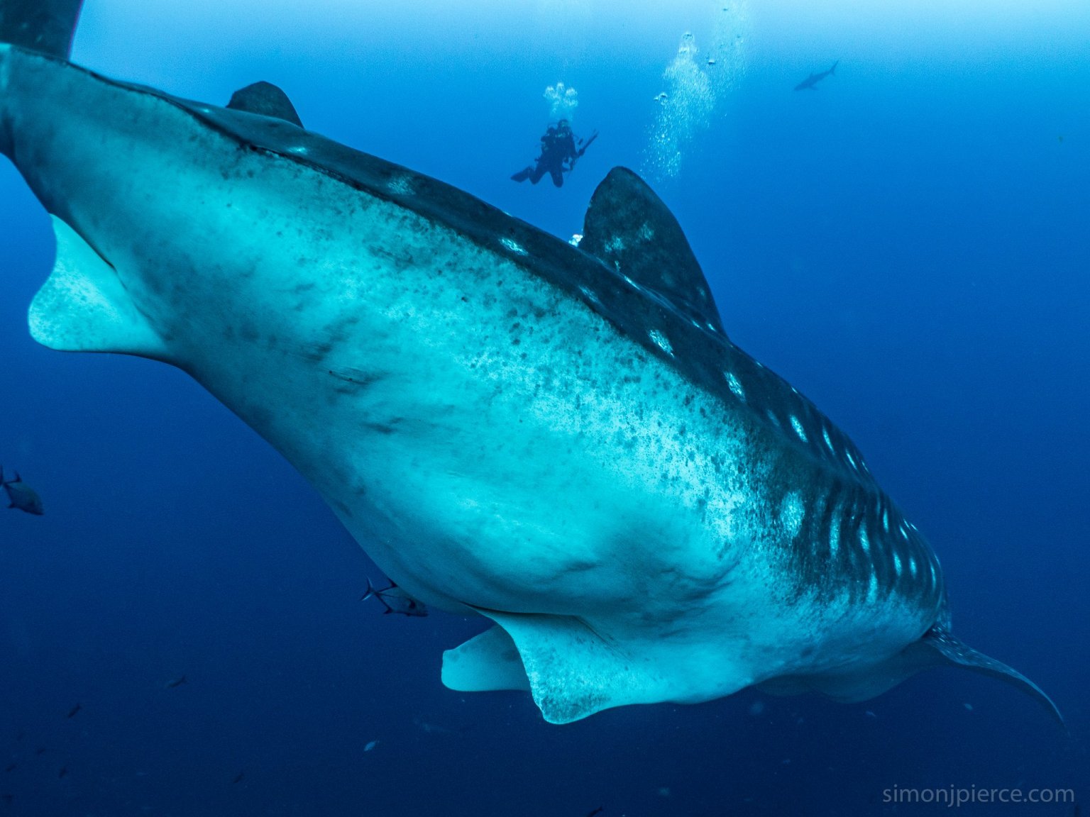 pregnant-whale-shark-in-galapagos-15331.jpg