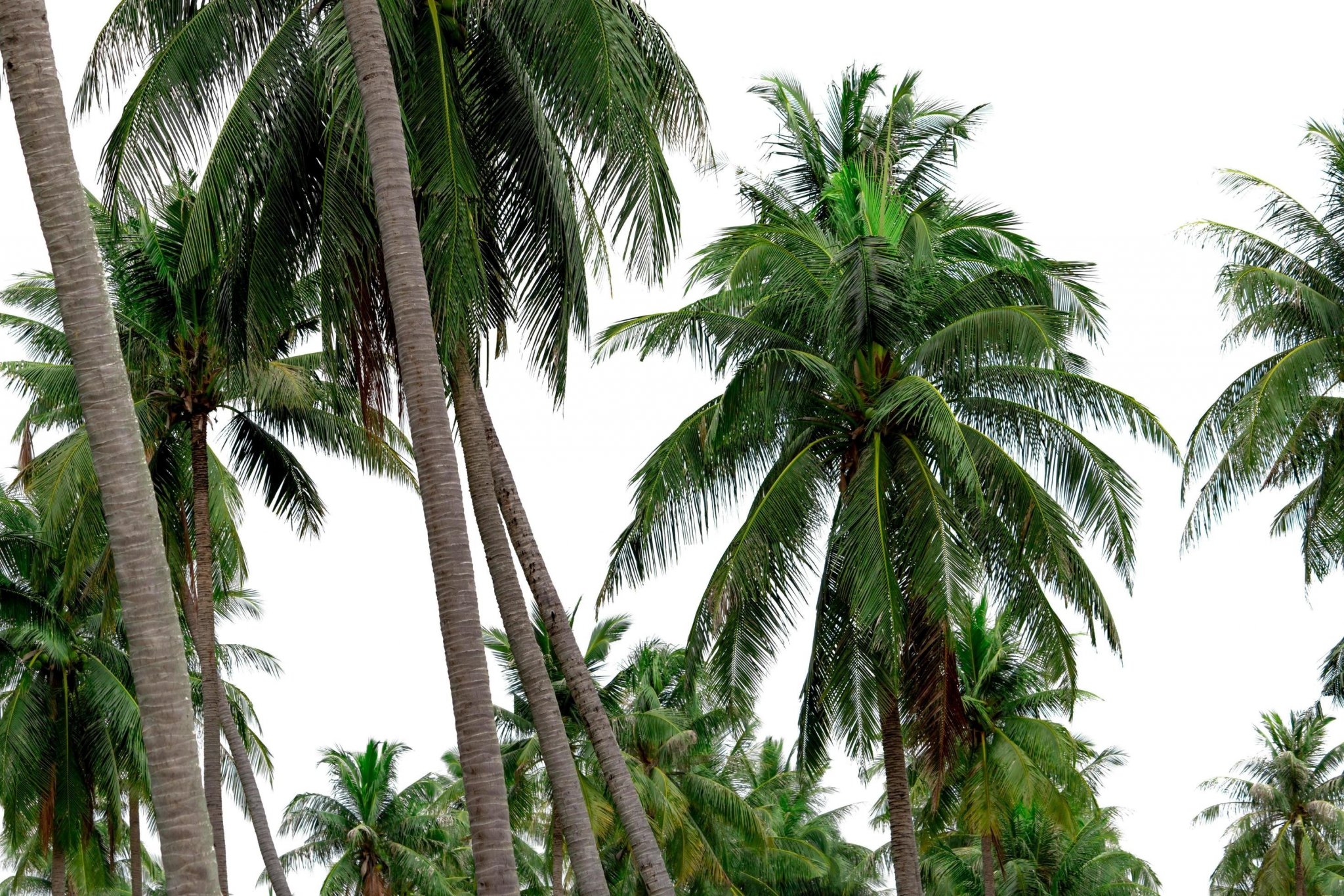 coconut-palm-tree-garden-in-resort-palm-plantation-coconut-farm-in-thailand-trunk-and-green-leaves-of-coconut-palm-tree-exotic-tropical-tree-summer-beach-tree-natural-source-of-coconut-oil-free-photo.jpg